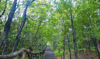 梧桐山登山路线